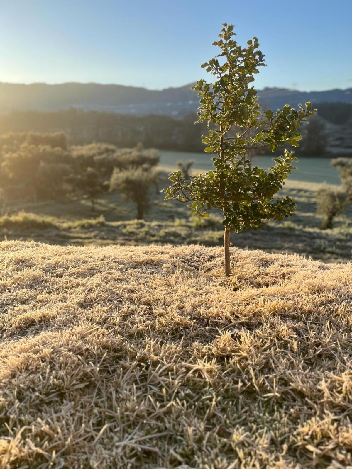 Quinta Dos Cedros L Turismo Rural Covilhã Eksteriør billede